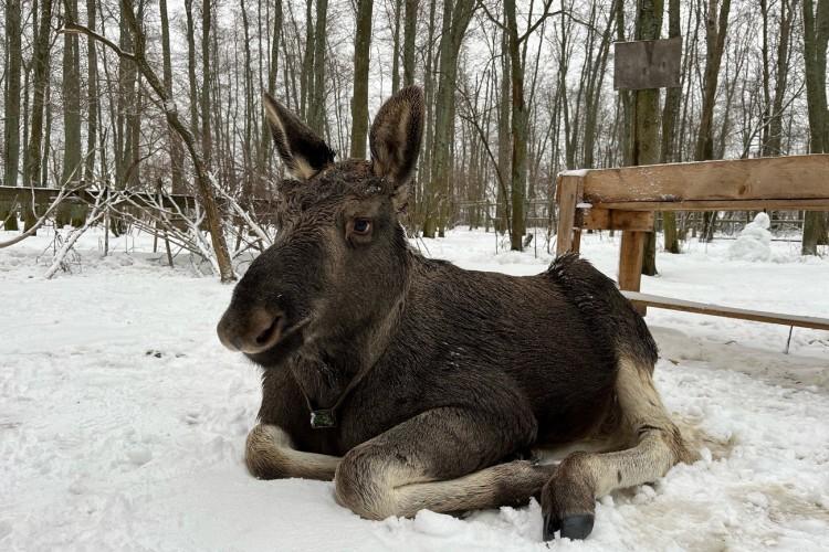 К перуанским альпакам и на лосиную ферму