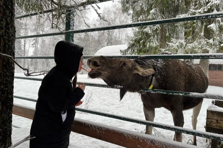 К перуанским альпакам и на лосиную ферму