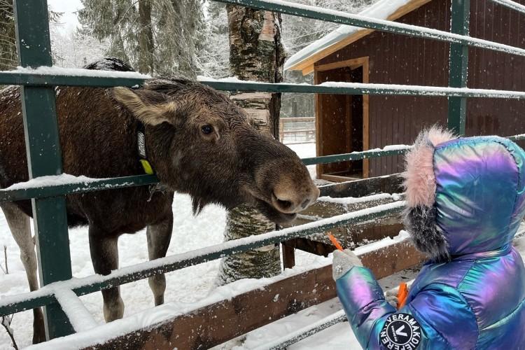 К перуанским альпакам и на лосиную ферму