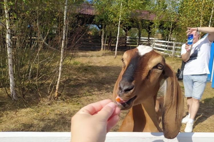 К перуанским альпакам и на лосиную ферму