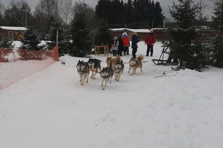 Лесные сказки про Хаски