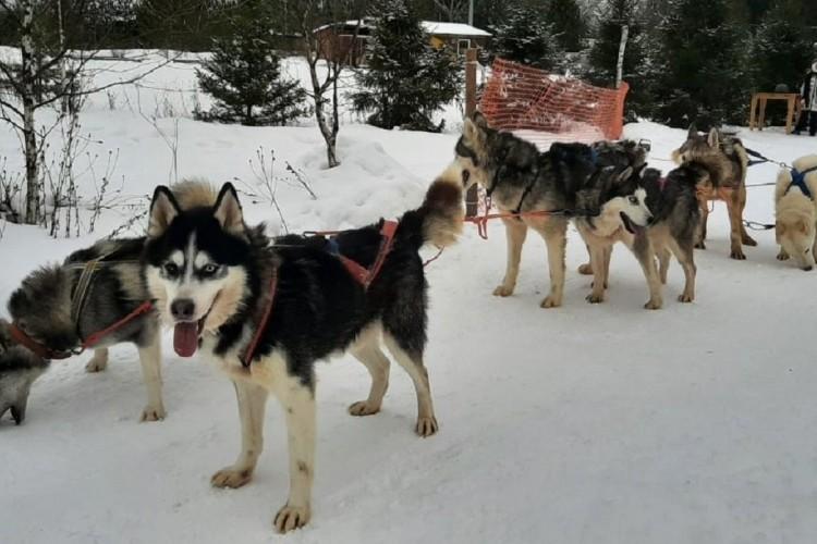 Новогодние покатушки у Хаски