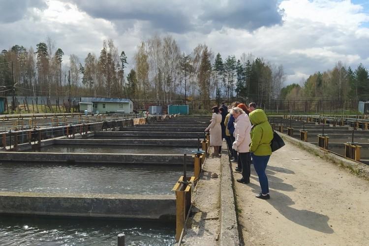 Рыбное хозяйство и Лес-чудодей